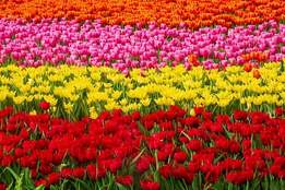 field of tulips